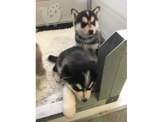 Πωλούνται κουτάβια Siberian Husky